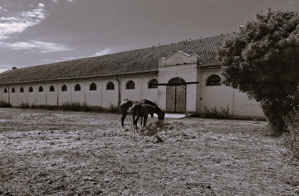 Први управник ергеле био је Ага Јевта- Јевта Стојановић дотадашњи начелник среза моравског. Под његовом управом набављени су први расни коњи: Кит-Том, Сир-Татан, Генерал Шнајдер, Татош, Граф Нужан, Баронет, Мират, Бертран, Масен, Султ... - Sputnik Србија