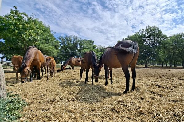 Поступајући по кнежевој наредби, Заведеније Правителствене Ергеле (како се тада звало) је прве пастуве Ђулана и Гауштана набавило у Цариграду, да би након тога у пролеће 1853. у Ердељу било купљено 40 кобила и 8 пастува међу којима је био и пастув Арвед, који се сматра праоцем Ергеле - Sputnik Србија