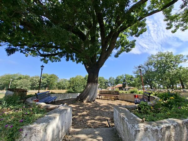 „Оаза мира и тишине“, како чести посетиоци називају ергелу "Љубичево" , основао је кнез Милош Обреновић 1853. и „на пашњацима крај Велике Мораве узгајао најбоље коње, а у сто летним храстовим шумама припремао свиње за Беч и Пешту.“ - Sputnik Србија