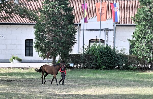 Данас комплекс ергеле „Љубичево” поседује 350 хектара земљишта, падоке, мањеж и штале. Од укупне површине земљишта 110 хектара је под ливадама и зеленим површинама, док се 260 хектара обрађује, једним делом за исхрану коња, а вишак се продаје. - Sputnik Србија