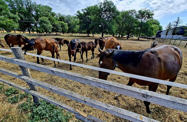 За исхрану и издржавање овако увећаног ергелског запата, требало је више земљишта за производњу сточне хране.  Зато су Љубичеву додати комплекси земљишта под планиским пашљацима, ливадама и шумом попут:  „Орашје,„Рамски рит, „Мала Међа, „Клепечка... - Sputnik Србија