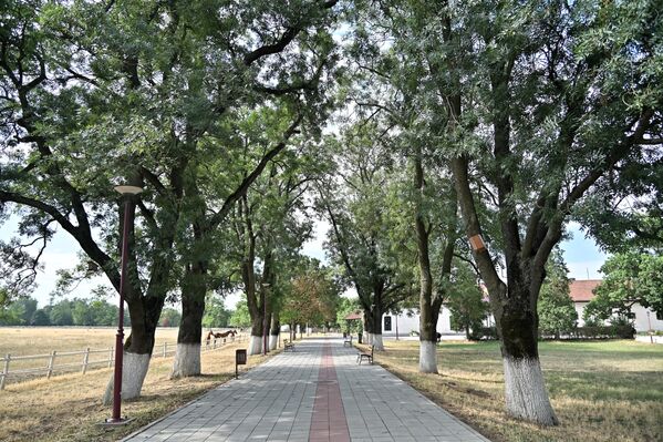 Упоредо са набавком расних коња, радило се и на уређењу, како ергеле тако и њене околине. 1865. године засађено је поред пута, који води од Пожаревца до "Мораве" багрем, дуд, канадска топола и кестен (садницама из дворског парка Топчидер). - Sputnik Србија