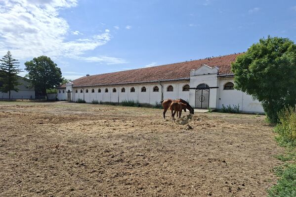 Чим је ергела бројношћу грла увећана, приступило се набавци пунокрвних пастува арапске расе тако да је у ергели увек преовлађивала арапска раса и као таква је и типирана и важила као најчистија крвна ергела арапске расе на Балкану. - Sputnik Србија