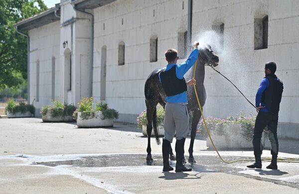 Иако се ергела може посетити током целе године, можда су лето и високе температуре право време за одлазак у ову оазу мира и зеленила за све  оне који желе да се одморе, провозају кочијама, и уживају у друштву ових прелепих племенитих животиња - Sputnik Србија