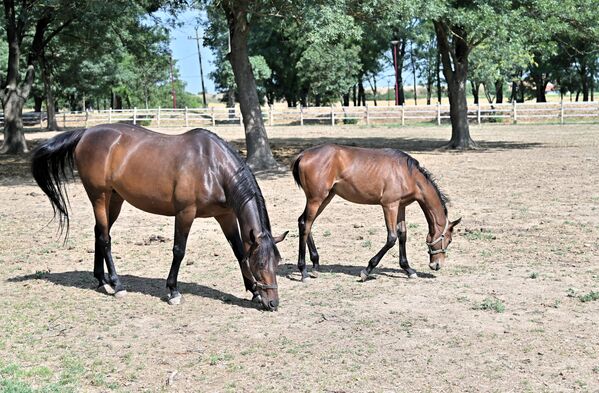 Ергела је у бурним временима делила судбину народа. Од смене династија, Балканских ратова, Првог и Другог светског рата, до распада Југославије, успони и падови су били саставни део овог државног добра.  - Sputnik Србија