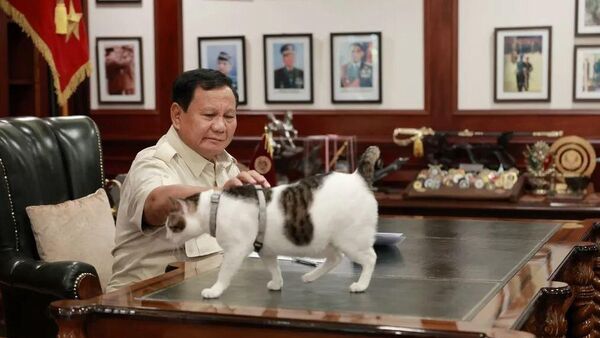 Mačak predsednika Indonezija Prabova Subianta ima lično obezbeđenje i pratnju - Sputnik Srbija