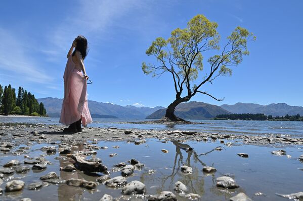 Дрво Ванака на Новом Зеланду једно је од најфотографисанијих дрвећа у земљи и постаје симбол новозеландског туризма. - Sputnik Србија