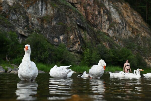 Лабудови се расхађују у реци Мали Инзер  - Sputnik Србија