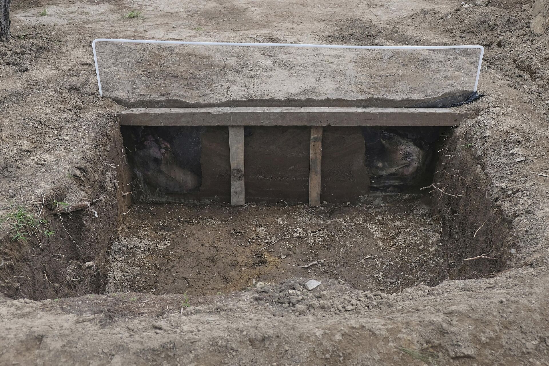 Mesto sahrane leševa svinja koji su zamena za ljudske ostatke u istraživanju koje pomaže u pronalaženju ljudi nestalih u Meksiku tokom decenija nasilja narko-kartela Mesto sahrane leševa svinja koji su zamena za ljudske ostatke u istraživanju koje pomaže u pronalaženju ljudi nestalih u Meksiku tokom decenija nasilja narko-kartela - Sputnik Srbija, 1920, 29.07.2025