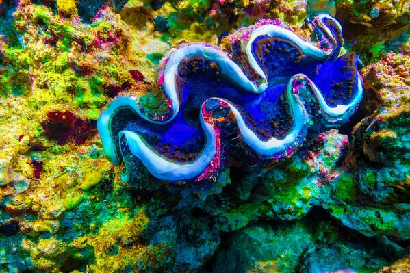 Острига која се види као биолуминисценција  забележена је у Црвеном мору у Египту помоћу објектива „рибље око“. - Sputnik Србија