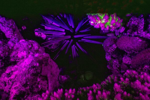 Нова техника снимања подводног света омогућава фотографима да  биолуминисценцију снимају из перспективе рибе. - Sputnik Србија