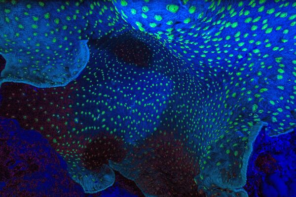 ‌Поједини организми, попут динофлагелата или ватрених алги, синтетишу свој луциферин и ноћу могу обасјати велике површине океана својом индиго плавом светлошћу. - Sputnik Србија