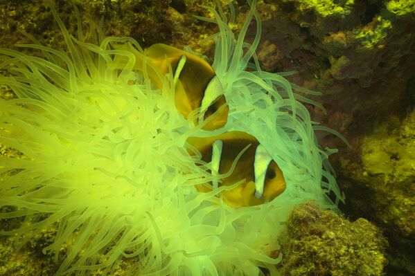 Биолуминисценција представља облик хемилуминисценције,  хемијске реакције при којој се ослобађа светлост. У овом случају, те реакције се одвијају у живим организмима. - Sputnik Србија