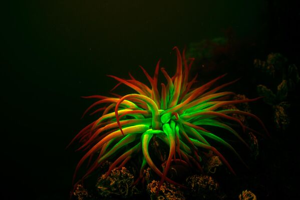 Молекули луциферина су  директно заслужни за производњу светлости. Луциферин у реакцији са кисеоником, која је поспешена ензимом луциферазом, продукује оксилуциферин, при чему се ослобађа енергија у виду светлости. - Sputnik Србија