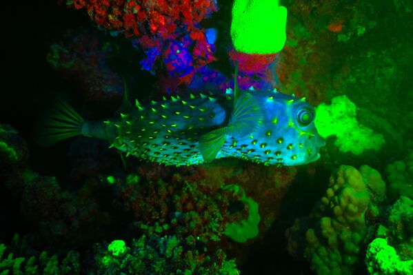 ‌Ултраљубичаста (УВ) фотографија захтева изворе плаве светлости, као и УВ филтере за блицеве и објективе. - Sputnik Србија