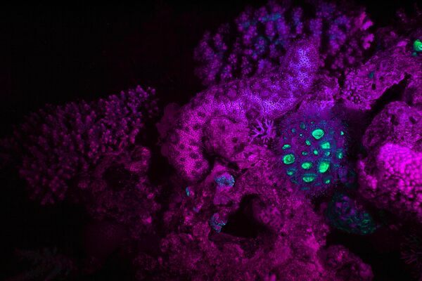 Неки становници мора, попут лигњи, у својим светлећим органима поседују биолуминисцентне бактерије, са којима живе у симбиози. - Sputnik Србија