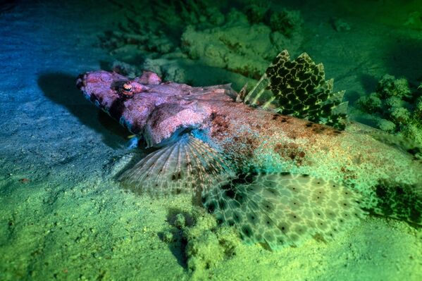 Многе морске животиње користе биолуминисценцију у одбрамбене сврхе, како би се заштитиле од  предатора попут ајкула. - Sputnik Србија