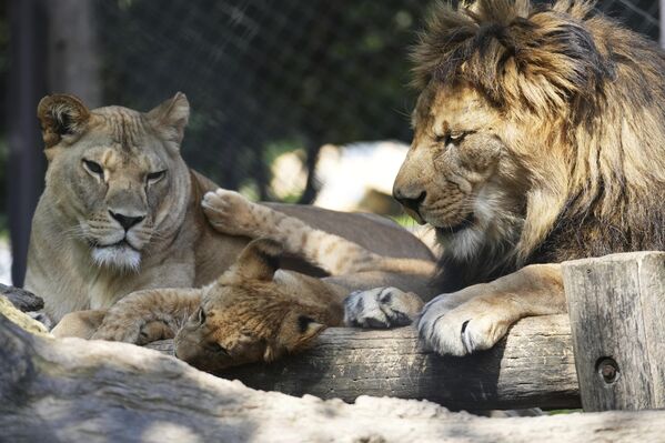 Ову врсту лавова истребили су људи, а многе примерке су убили још гладијатори у време старог Рима, да би касније лов и нестанак природних станишта допринео њиховом изумирању. - Sputnik Србија