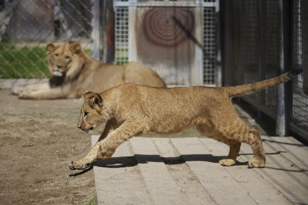 Последња фотографија овог лава снимљена је 1925. године, док је последњи примерак у дивљиниубијен је 1942. - Sputnik Србија