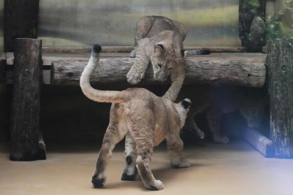 Заменик директора чешког зоо врта Јарослав Хијанек казао је да се предузимају прелиминарни кораци за евентуално враћање лавова у њихово природно станиште, али да је то за сада "далека будућност". - Sputnik Србија