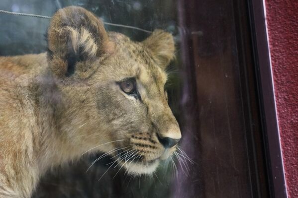 Лавићи су за сада под будним оком родитеља Калиле и Барта, али ускоро ће у оквиру међународног програма за ову угрожену врсту бити послати у друге зоо-вртове. - Sputnik Србија
