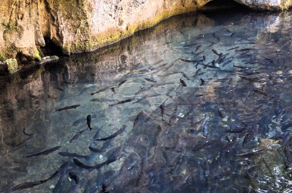 Пастрмке из рибњака  - Sputnik Србија