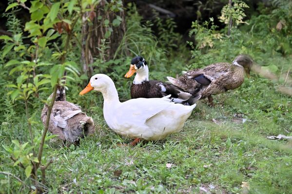 Услед недостатка кућа и зграда, самим тим и становништа, Крупајско врело је дом многих животиња  - Sputnik Србија