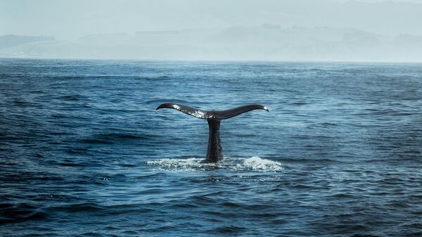 kit - Sputnik Srbija