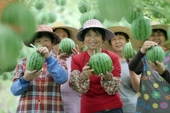 Пољопривредници беру лубенице на фарми у округу Декин, граду Хуџоу, провинцији Џеђанг у Кини. - Sputnik Србија