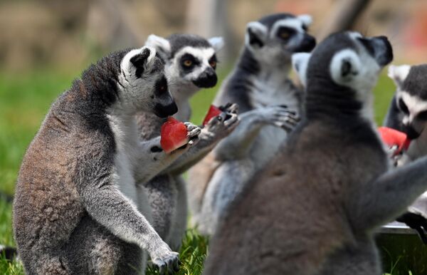 Лемури уживају у хладним летњим данима грицкајући охлађену лубеницу коју је припремио чувар у зоолошком врту у Шенјангу, у Кини - Sputnik Србија