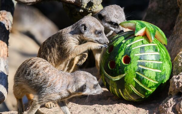 Меркати једу лубеницу у зоолошком врту у Хановеру. - Sputnik Србија