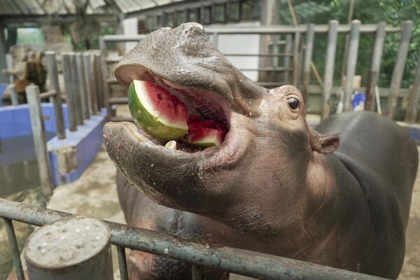 Нилски коњ једе лубеницу да би се расхладио у зоолошком врту Џенгџоу током врућег летњег дана - Sputnik Србија