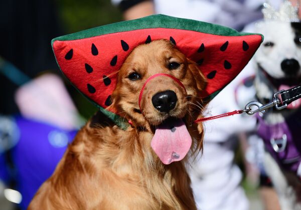 Пас у костиму лубенице на паради  у Лонг Бичу, Калифорнија. - Sputnik Србија