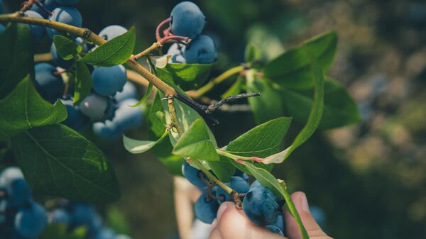 Dodik in patriarh Porfirije skupaj obirala borovnice na Jahorini