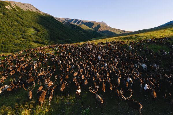 Крдо ирваса на поларном Уралу. Крдо ирваса на поларном Уралу. - Sputnik Србија