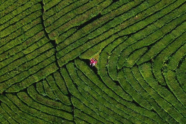 Плантажа чаја у Мацести Плантажа чаја у Мацести - Sputnik Србија