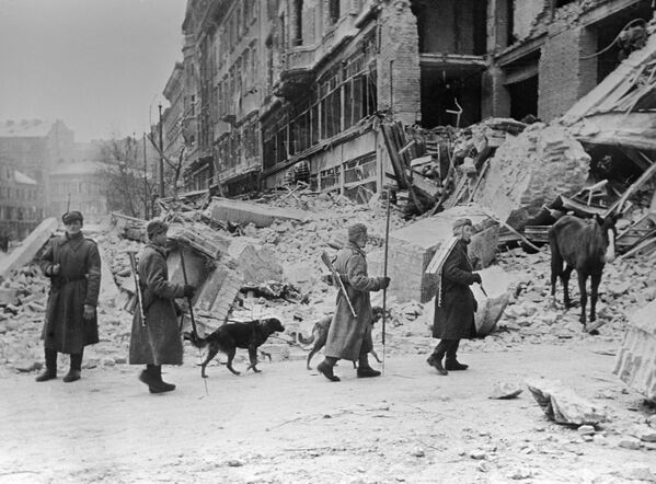 Пси су били са совјетским трупама и у Будимпешти, током ослобођења Мађарске од нацистичких трупа.  - Sputnik Србија