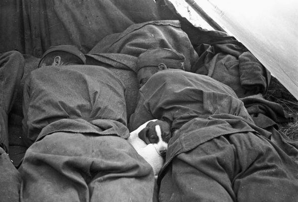 Војници Црвене армије и пас одмарају током ослобађања Чехословачке од нацистичких освајача. - Sputnik Србија