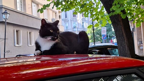 Апсурд године: Полемика у Лавову о томе како ‘правилно’ говоре мачке