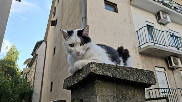 Јапански научници разрешили мистерију како се мачке увек дочекају на ноге
