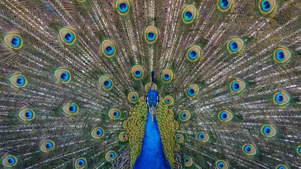 Паун - Sputnik Србија