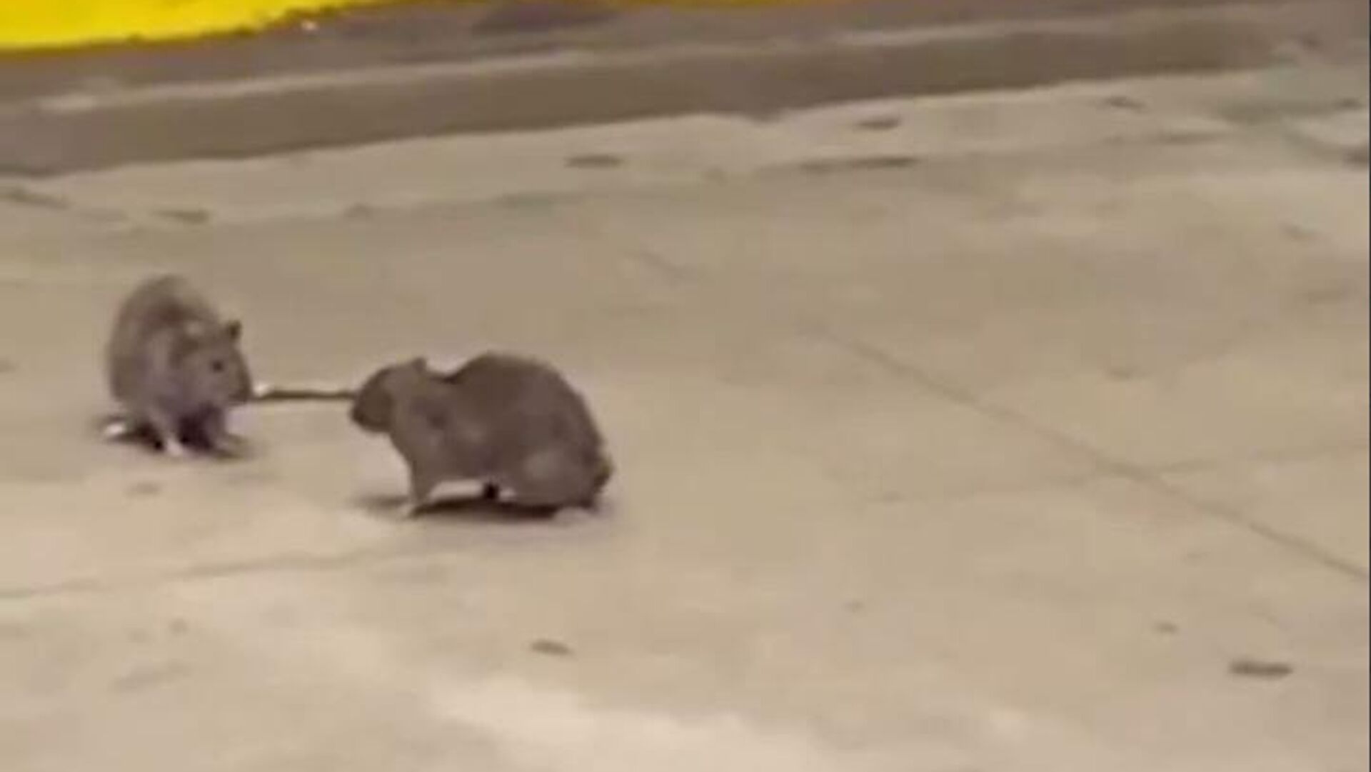 Пацови у Њујорку Пацови у Њујорку - Sputnik Србија, 1920, 01.09.2025