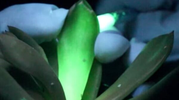 prirodne lampe od biljaka - Sputnik Srbija