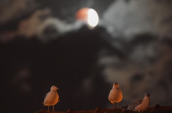 Црвени пун месец, познат и као „крвави месец“, видљив је током помрачења Месеца у Синопу, Турска. - Sputnik Србија