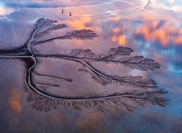 Поглед из ваздуха на формацију у облику дрвећа која се појављује на мочварном подручју Жутог мора у Природном резервату Дафенг Милу у Јанченгу, провинција Џијансу - Sputnik Србија