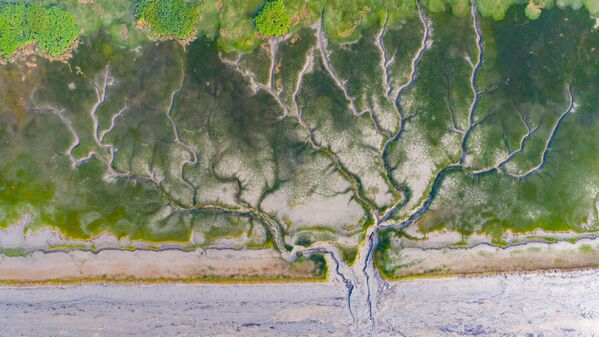 „Водено дрво“ које се појављује након опадања водостаја на ушћу реке Цјантанг у граду Хаининг, провинција Џеђанг, Кина - Sputnik Србија