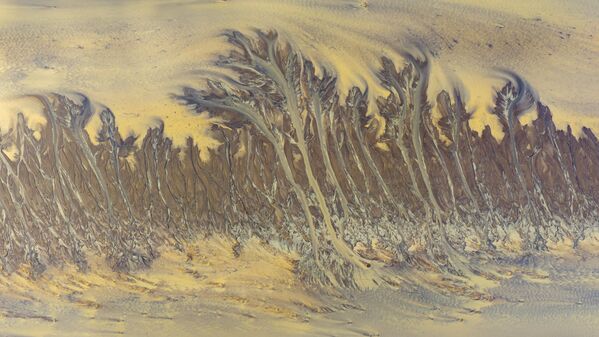 Природни пејзаж „воденог дрвећа“ које се појављује након опадања водостаја на ушћу реке Ћантанг у граду Хаининг, провинција Џеђанг - Sputnik Србија