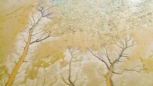 Поглед из ваздуха на обрасце у облику дрвећа који се појављују на речном кориту Жуте реке у Луојангу, провинција Хенан - Sputnik Србија