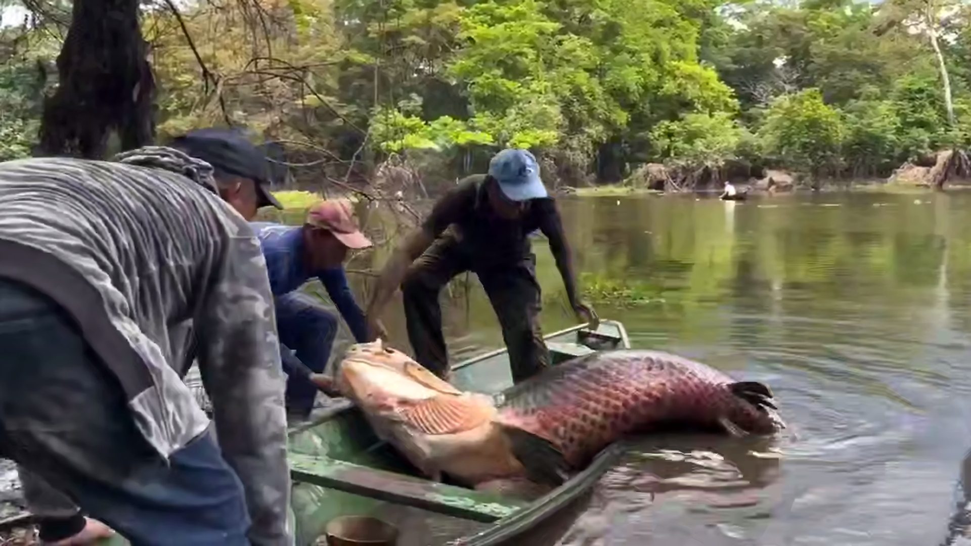 Амазонски рибари уловили пираруку тешку чак 150 килограма. Амазонски рибари уловили пираруку тешку чак 150 килограма. - Sputnik Србија, 1920, 09.09.2025