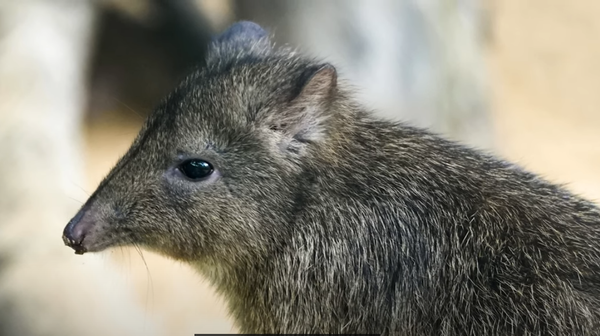 Nova vrsta kengura - Sputnik Srbija